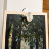 Gedrucktes Bild mit Baumstämmen und grünem Laub, oben mit rundem Magnet an einer hellen Fläche befestigt