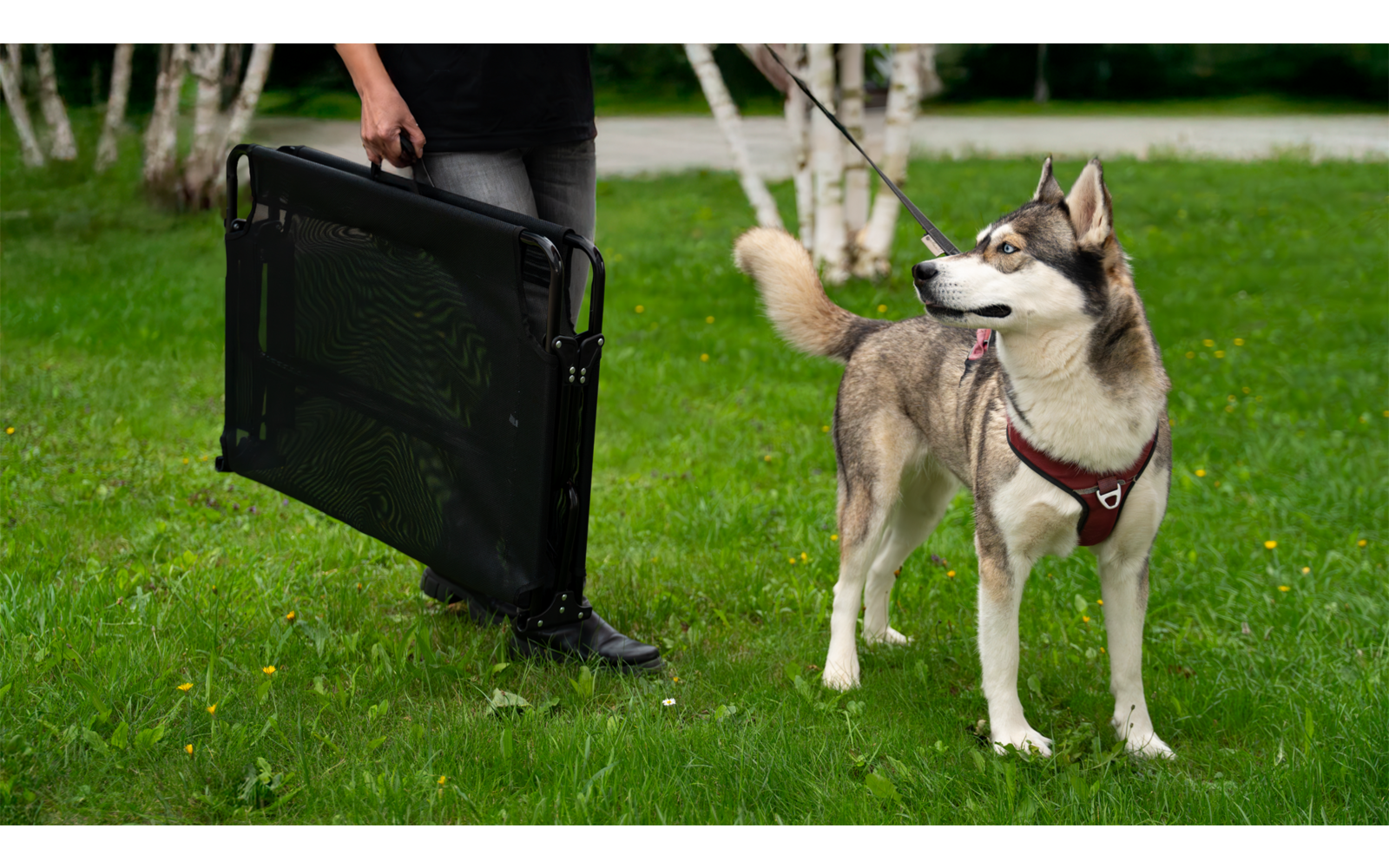 Eine Person trägt eine schwarze faltbare Transportbox, ein Hund steht daneben auf einer Wiese
