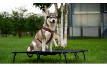 Ein Hund sitzt auf einem kleinen Trampolin im Garten