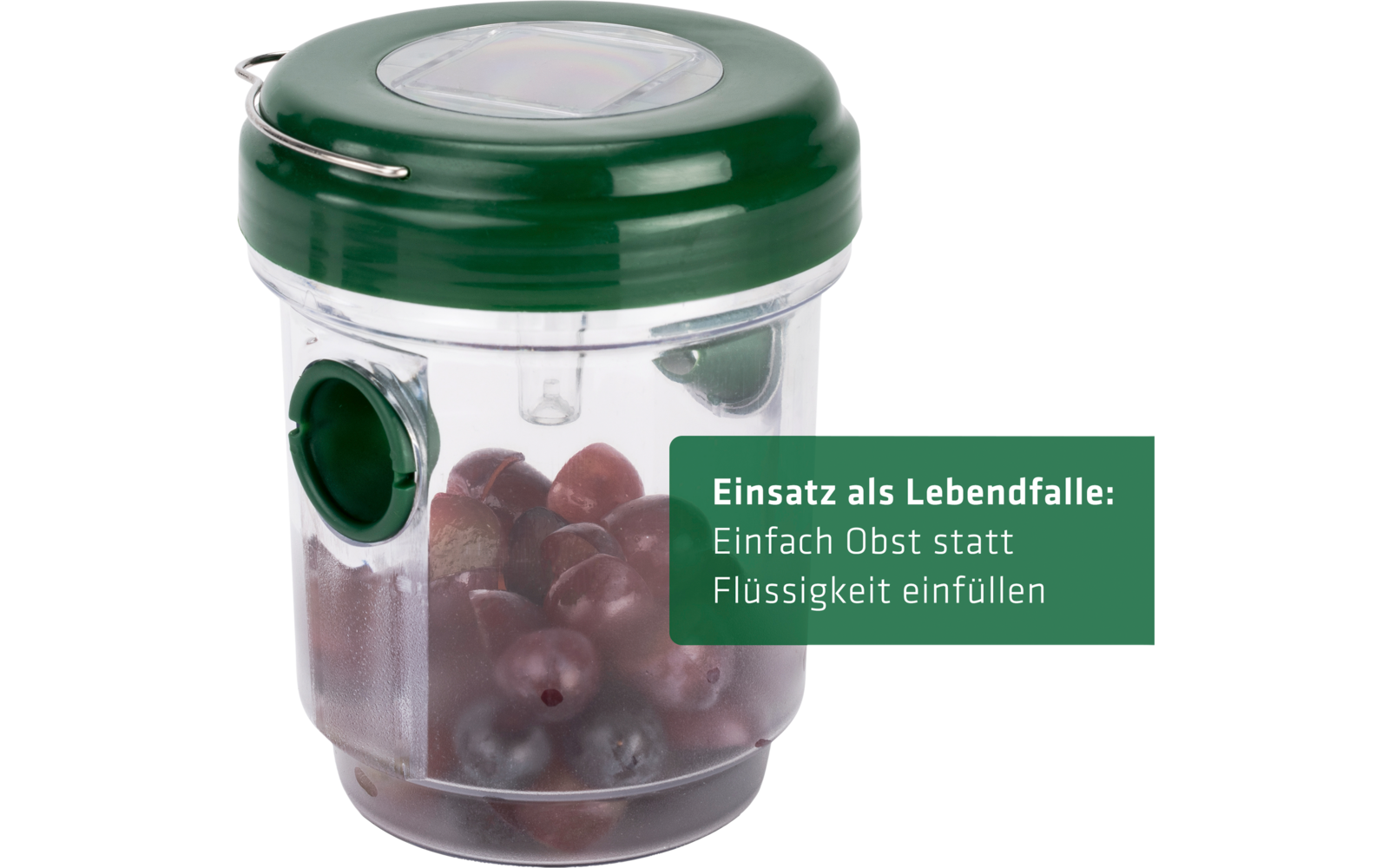 Durchsichtiger Behälter mit grünem Deckel, gefüllt mit Trauben