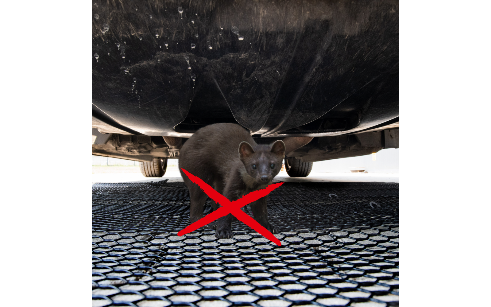Een kat zit onder een voertuig op een roosteroppervlak, met een rood kruis over de kat