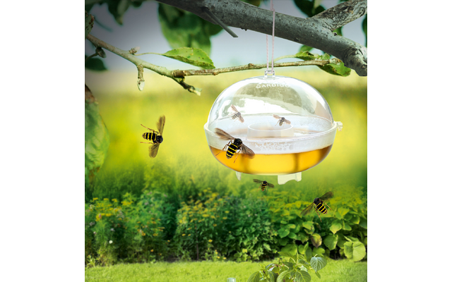 Ein transparenter Insektenfänger hängt an einem Baumzweig, zwei Bienen fliegen davor