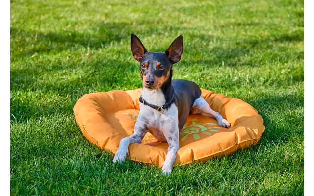 Brauner und weißer Hund sitzt auf einem orangefarbenen Hundebett auf grünem Rasen