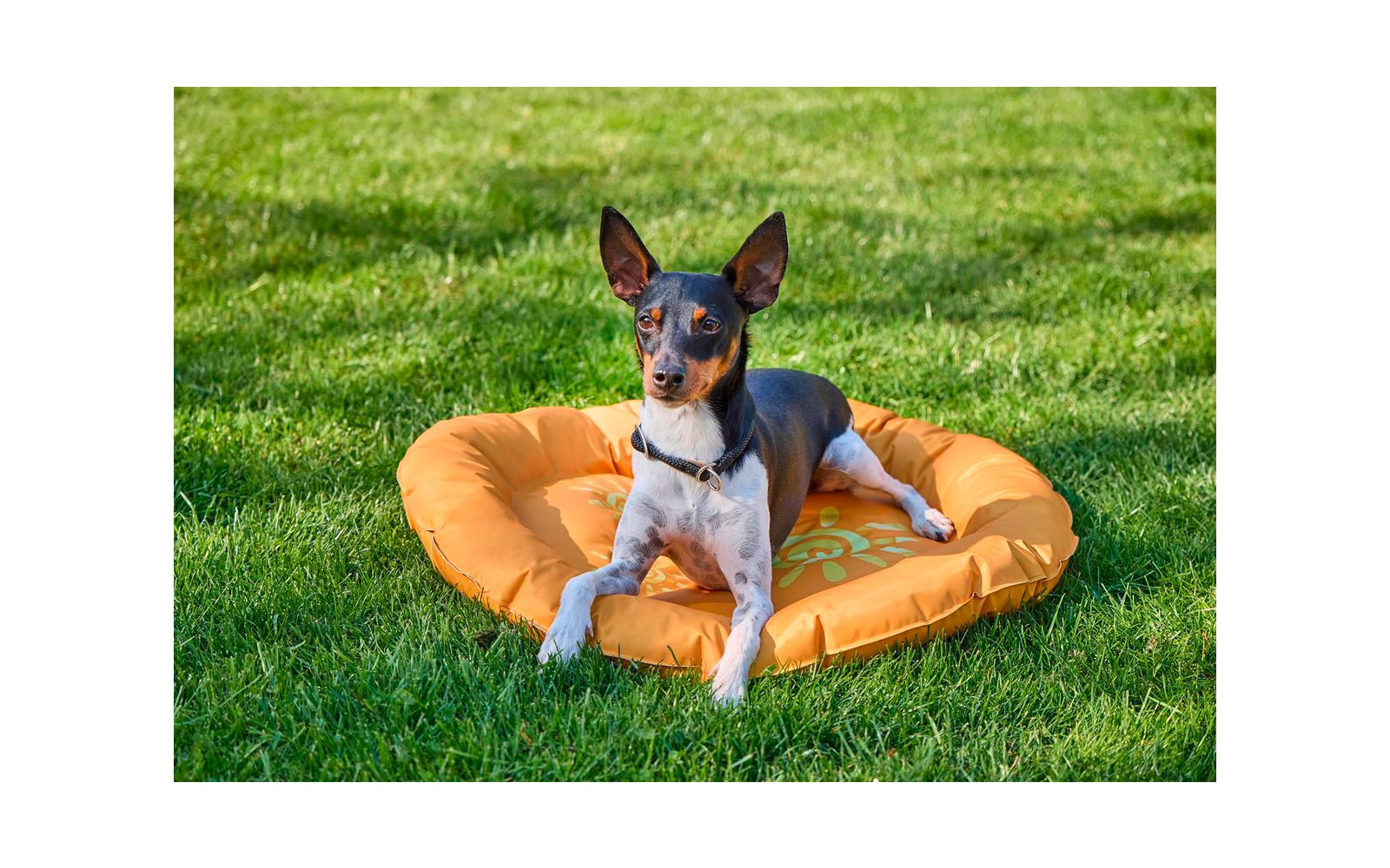Brauner und weißer Hund sitzt auf einem orangefarbenen Hundebett auf grünem Rasen