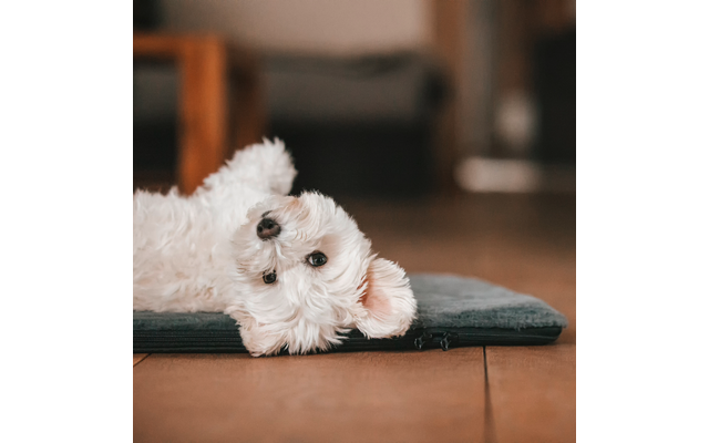 Weißer, flauschiger Hund liegt auf dem Rücken auf einer blauen Matte auf einem Holzfußboden, unscharfer Hintergrund