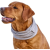 Brauner Hund mit Halsband sitzt am Strand