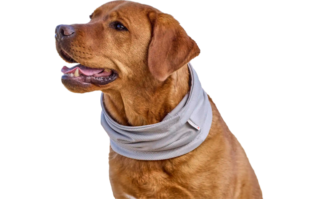 Brauner Hund mit Halsband sitzt am Strand