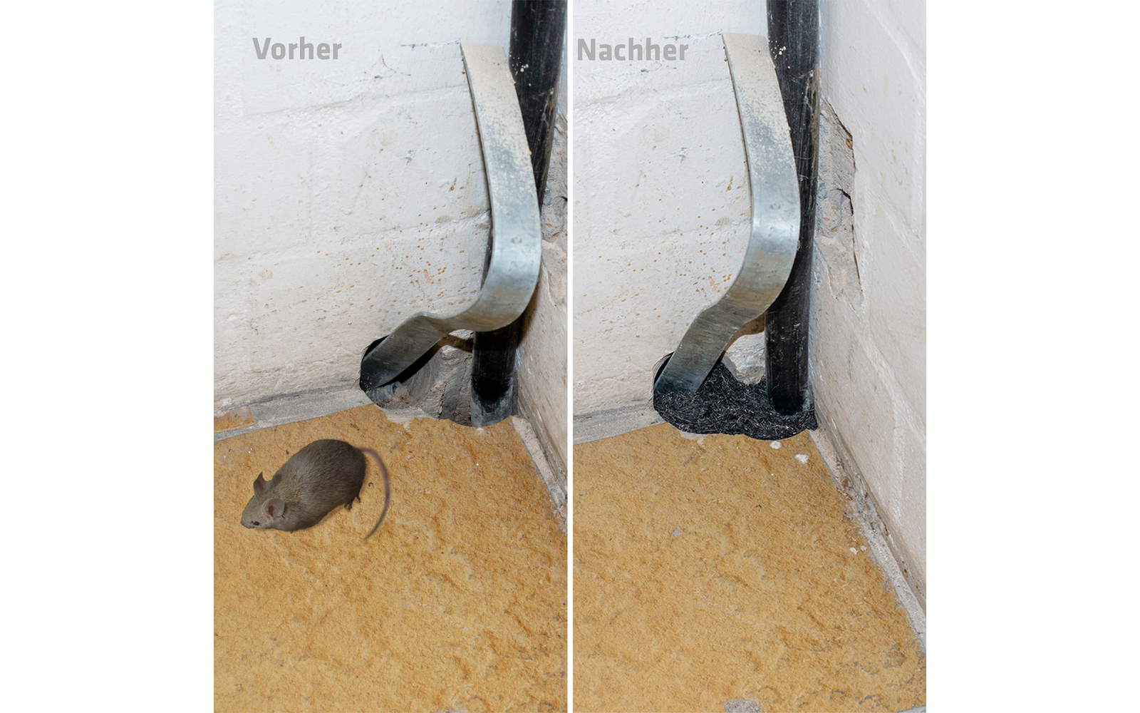 Twee naast elkaar geplaatste afbeeldingen tonen een rat op een zandige grond voor een pijp, met de woorden 'Voor' en 'Na' erboven