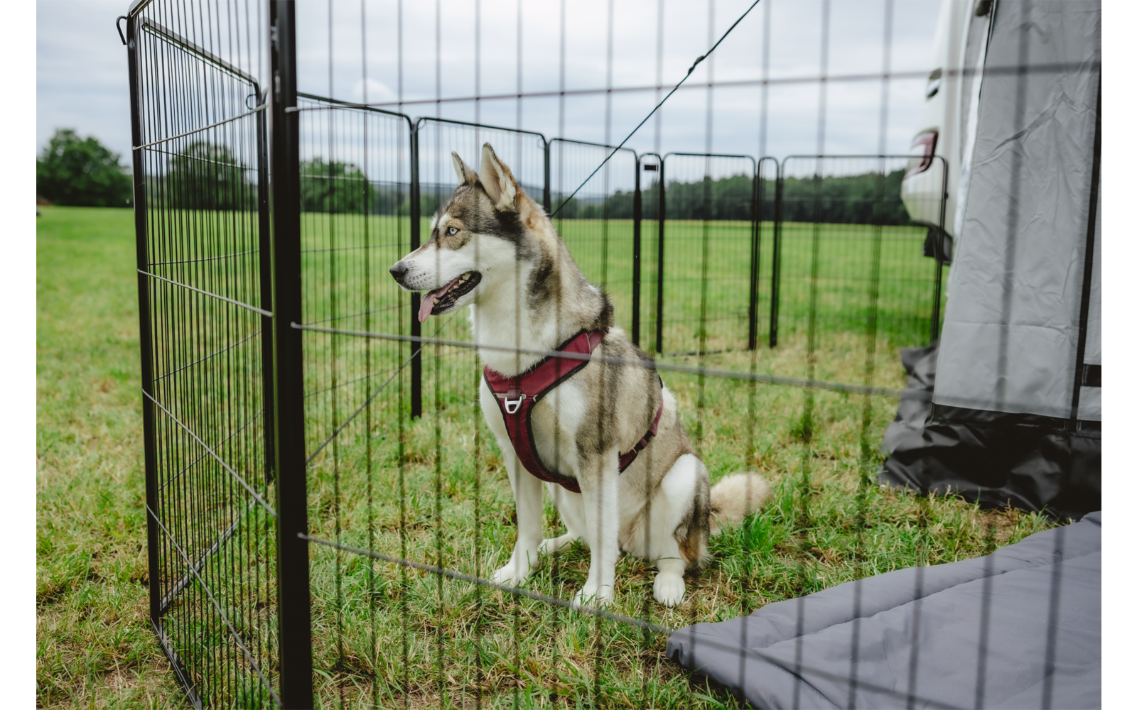 Ein grau-weißer Hund mit rotem Geschirr sitzt in einem Metallgehege auf Gras neben einem Wohnwagen und einer grauen Matte