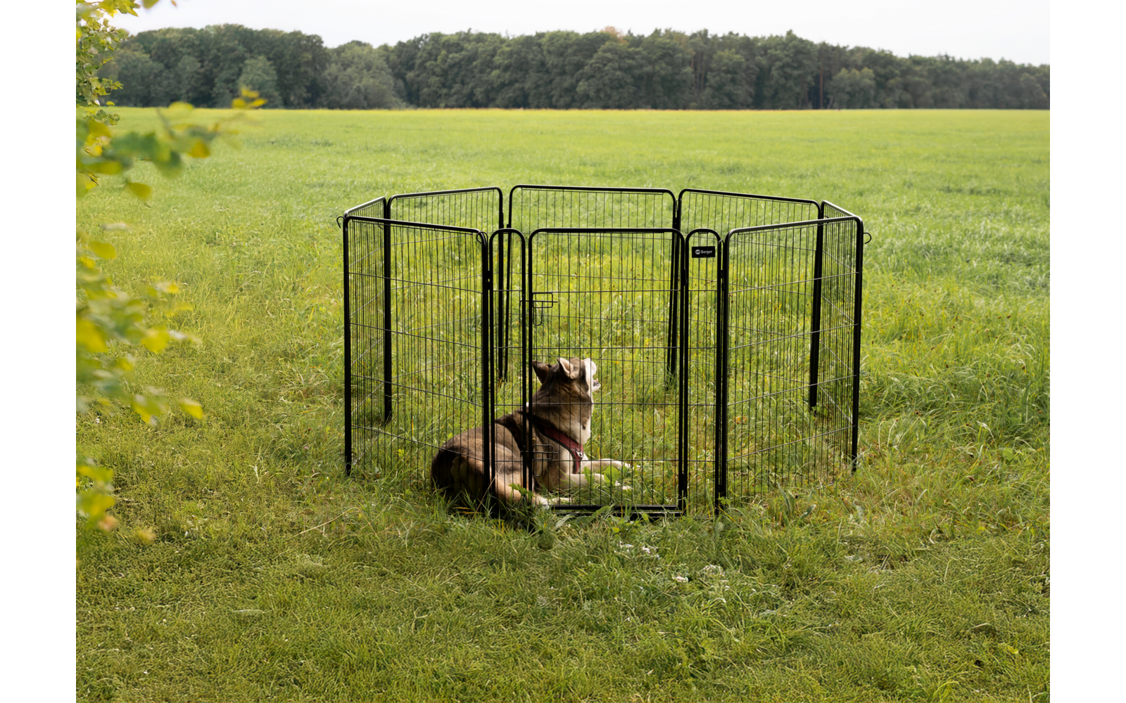 Braun-weißer Hund liegt in einem runden schwarzen Metallauslauf auf einer Grasfläche, im Hintergrund Bäume