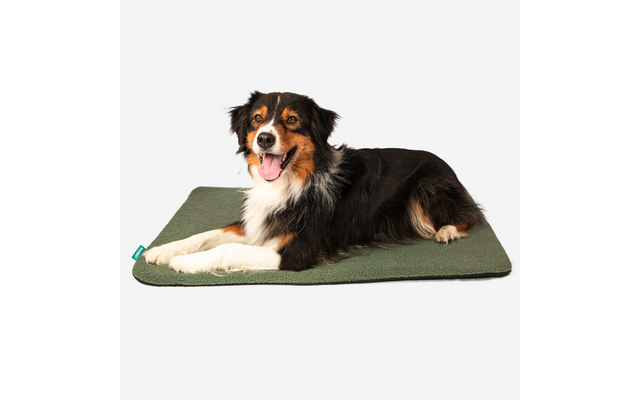 Schwarz-braun-weißer Hund liegt mit ausgestreckten Vorderbeinen auf einem grünen rechteckigen Hundekissen vor weißem Hintergrund
