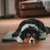 Schwarz-braun-weißer Hund liegt mit dem Kopf auf einer grünen Matte auf Holzboden, braunes Sofa im Hintergrund