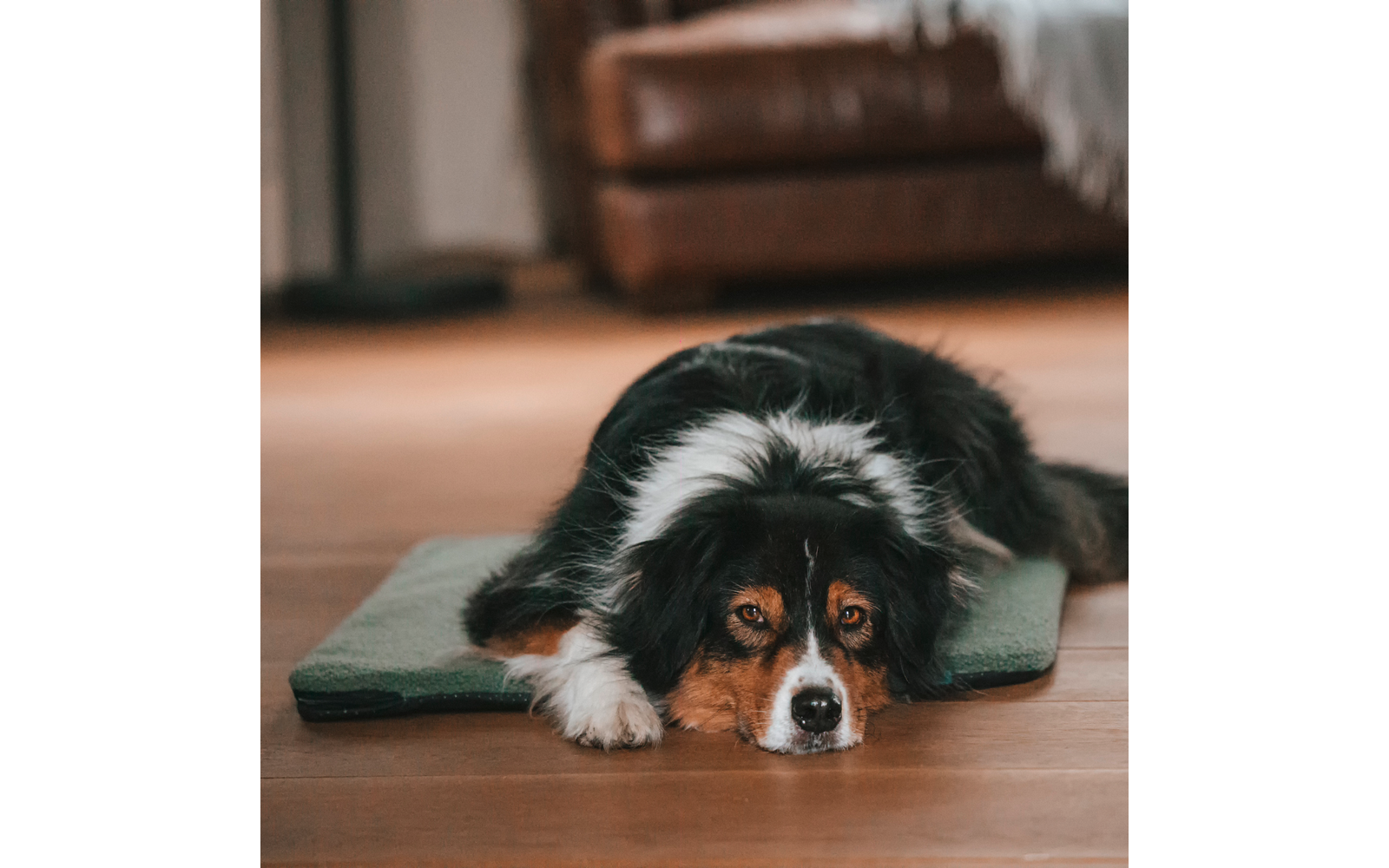 Schwarz-braun-weißer Hund liegt mit dem Kopf auf einer grünen Matte auf Holzboden, braunes Sofa im Hintergrund