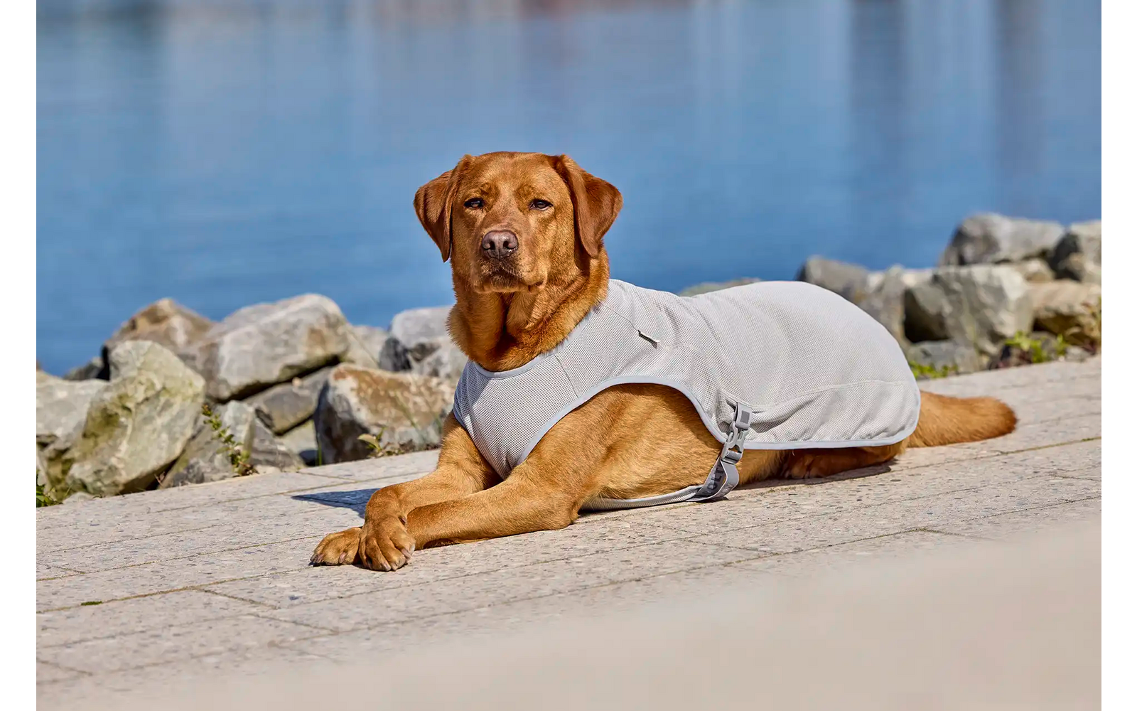 Hund mit weißem Mantel liegt am Ufer vor Wasser