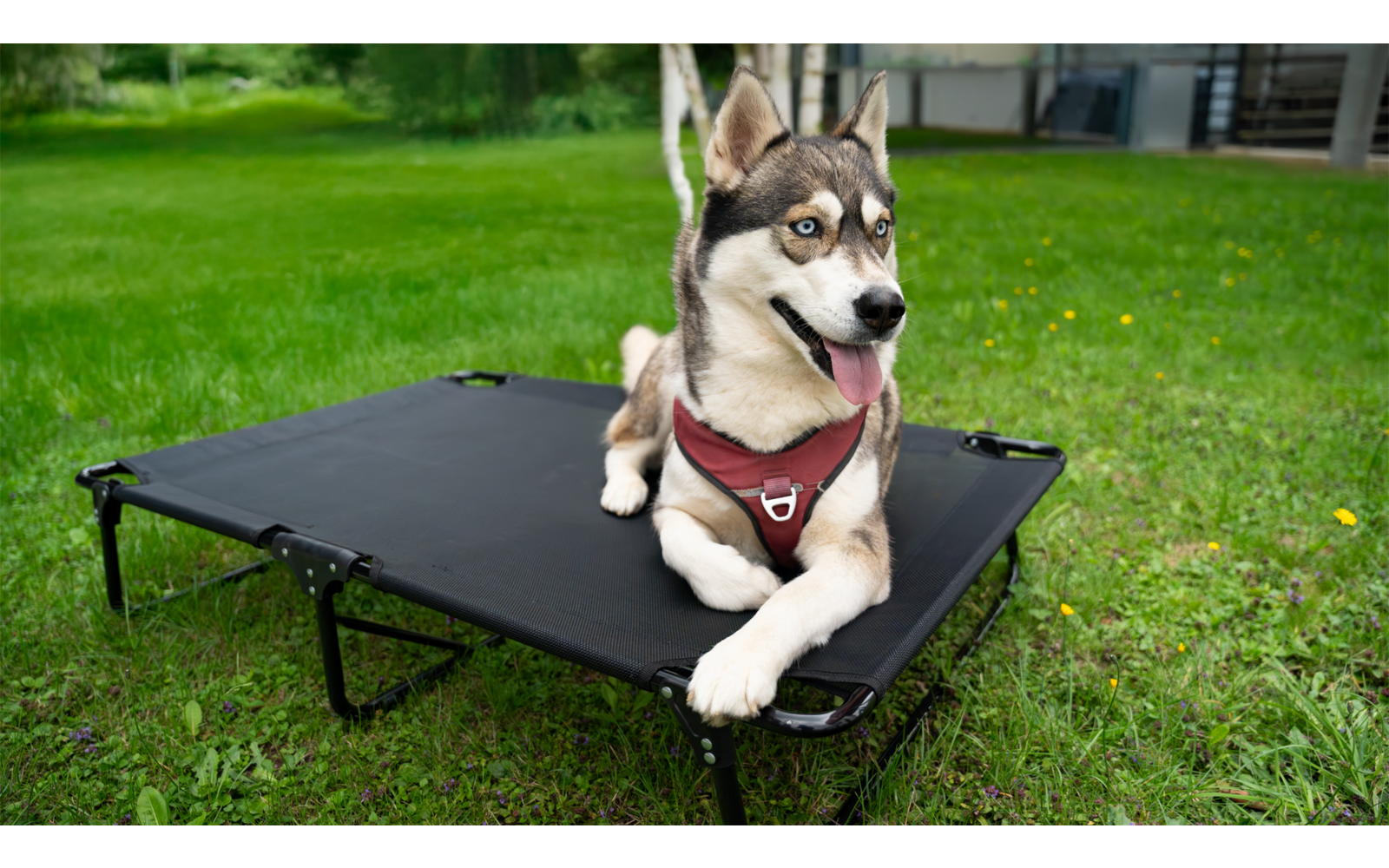 Ein Husky liegt auf einem erhöhten Hundebett auf einer Wiese