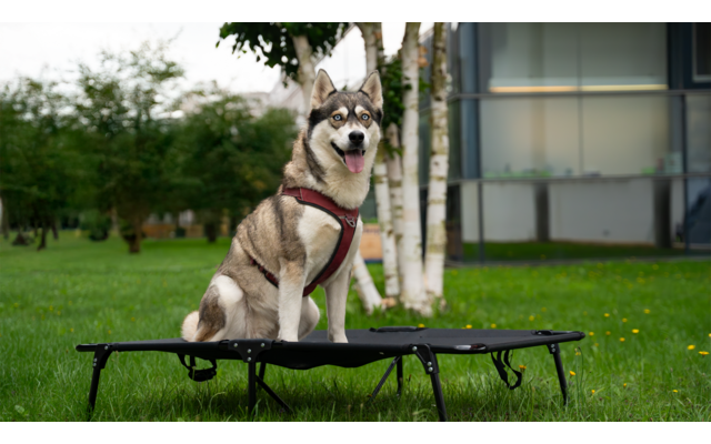 Een hond zit op een kleine trampoline in de tuin