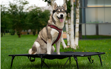 599244 - Berger foldable dog bed PfotenRuhe large up to 80 kg (XXL)