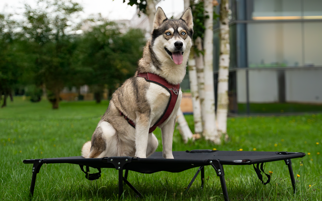 Ein Hund sitzt auf einem kleinen Trampolin im Garten