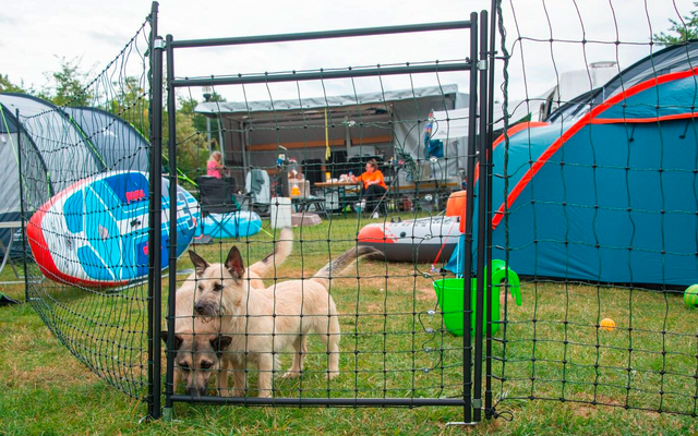 Zwei Hunde hinter einem schwarzen Metallzaun auf einer Wiese, im Hintergrund ein Campingplatz mit Zelten und mehreren Personen