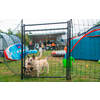 Zwei Hunde hinter einem schwarzen Metallzaun auf einer Wiese, im Hintergrund ein Campingplatz mit Zelten und mehreren Personen