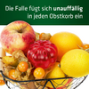 Korb mit verschiedenen Früchten wie Äpfeln, Granatapfel, Orangen und Physalis