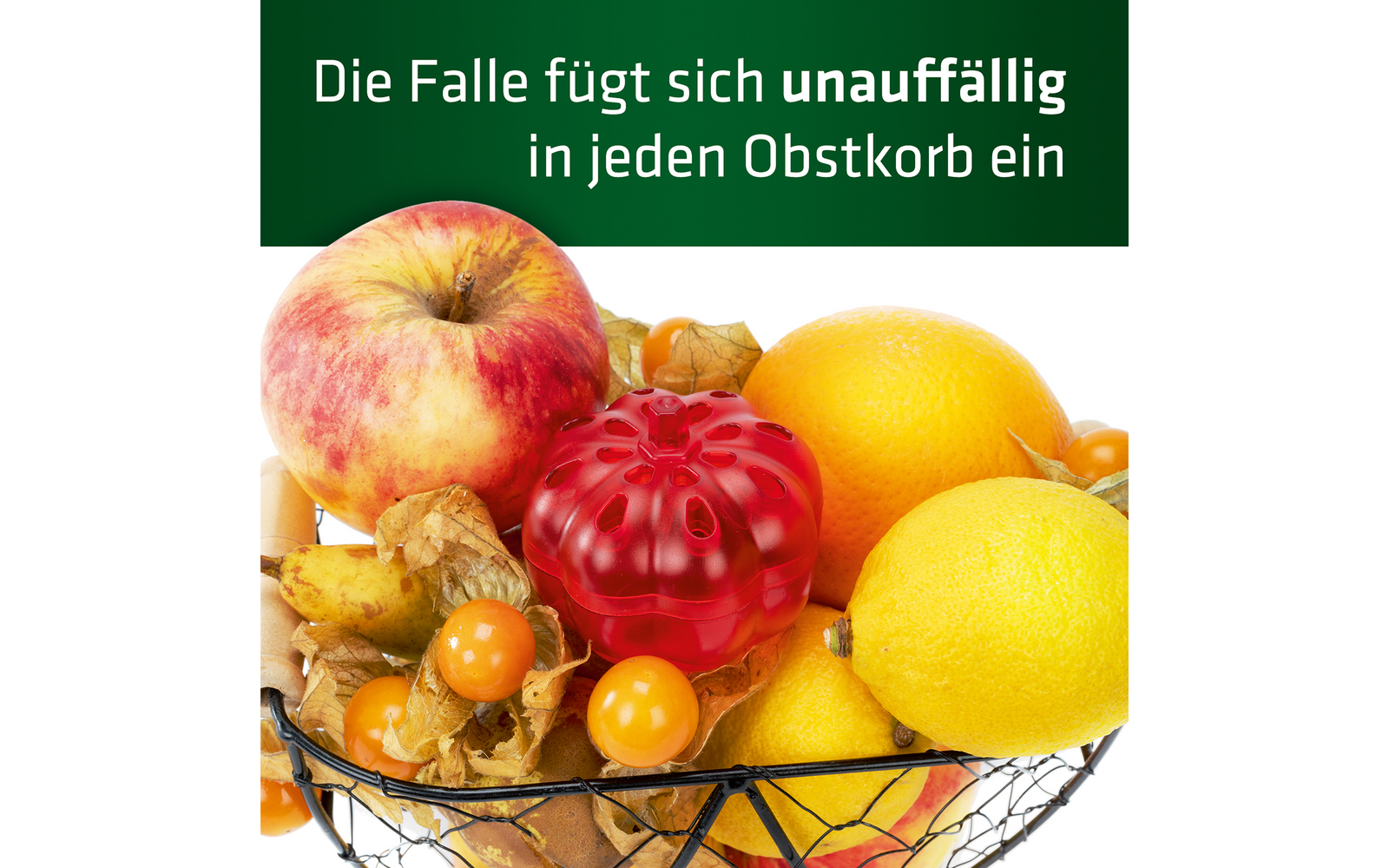 Korb mit verschiedenen Früchten wie Äpfeln, Granatapfel, Orangen und Physalis