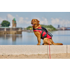 Brauner Hund mit rotem Geschirr sitzt auf einer Mauer mit Wasser und Gebäuden im Hintergrund