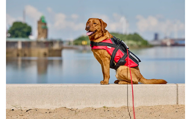 Brauner Hund mit rotem Geschirr sitzt auf einer Mauer mit Wasser und Gebäuden im Hintergrund