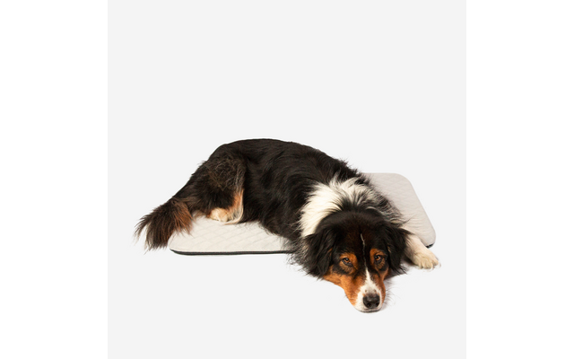 Schwarz-weiß-brauner Hund liegt mit Kopf auf einem hellen rechteckigen Hundekissen vor weißem Hintergrund