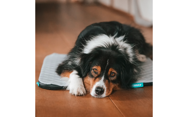 Schwarz-weiß-brauner Hund liegt mit Kopf auf hellgrauer Hundematte auf Holzboden, Vorderpfoten vor dem Körper, unscharfer Hintergrund