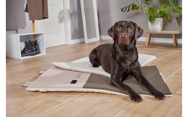 Schwarzer Hund liegt auf einer hellen Matte in einem Wohnzimmer mit Holzboden