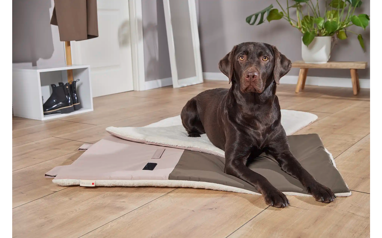 Schwarzer Hund liegt auf einer hellen Matte in einem Wohnzimmer mit Holzboden