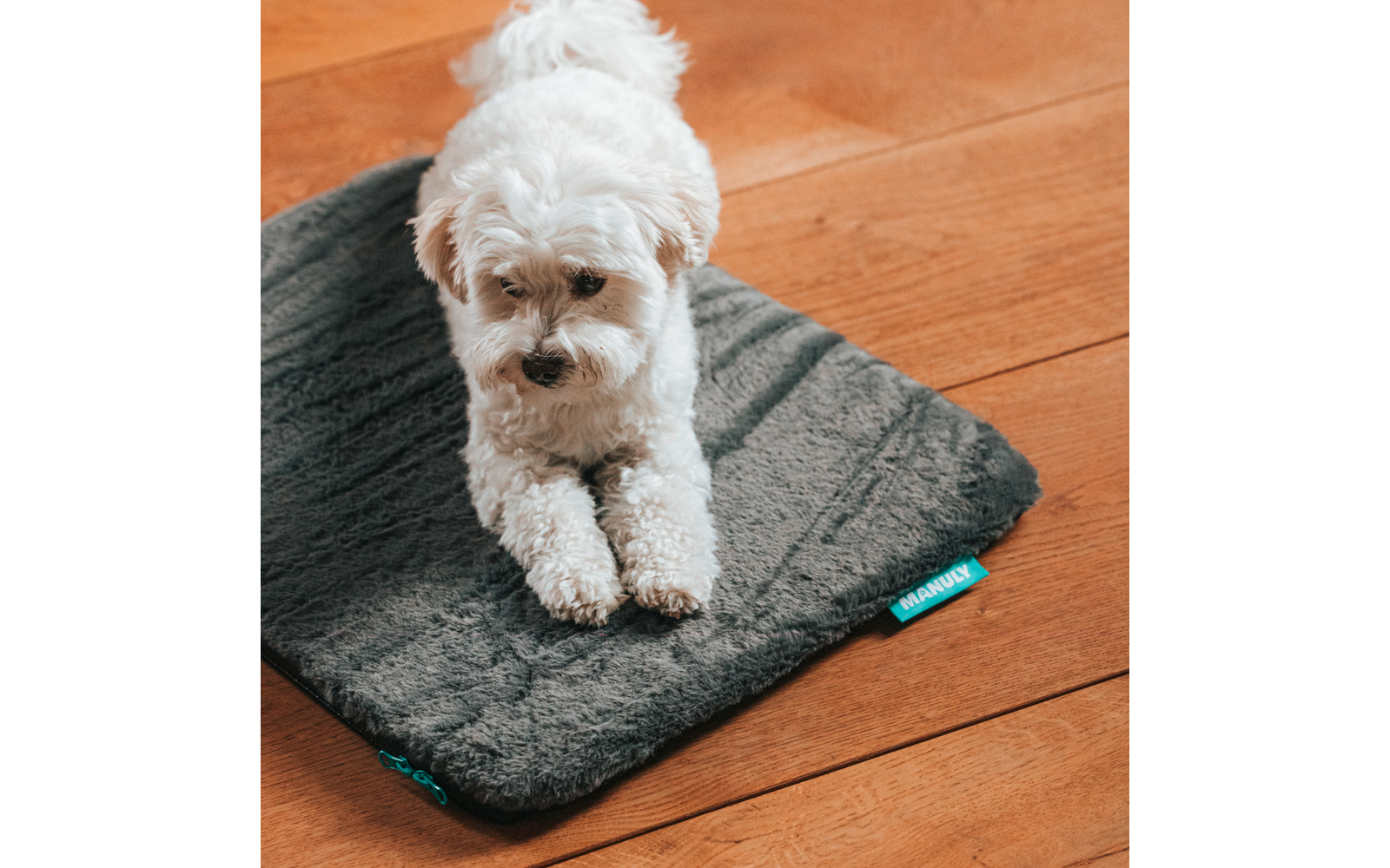 Kleiner weißer Hund liegt auf dunkelgrauem rechteckigem Kissen auf hellem Holzboden, Vorderbeine ausgestreckt, kleines türkisfarbenes Etikett am Kissenrand
