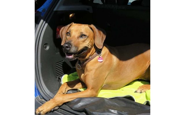 Brauner Hund liegt im geöffneten Kofferraum eines blauen Autos auf einem grünen Handtuch, trägt Halsband mit rundem rosa Anhänger, Blick nach oben, leicht geöffneter Mund