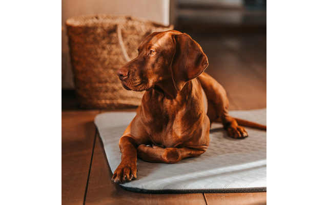 Brauner Hund liegt auf einer hellgrauen Matte auf Holzboden, geflochtener Korb im Hintergrund