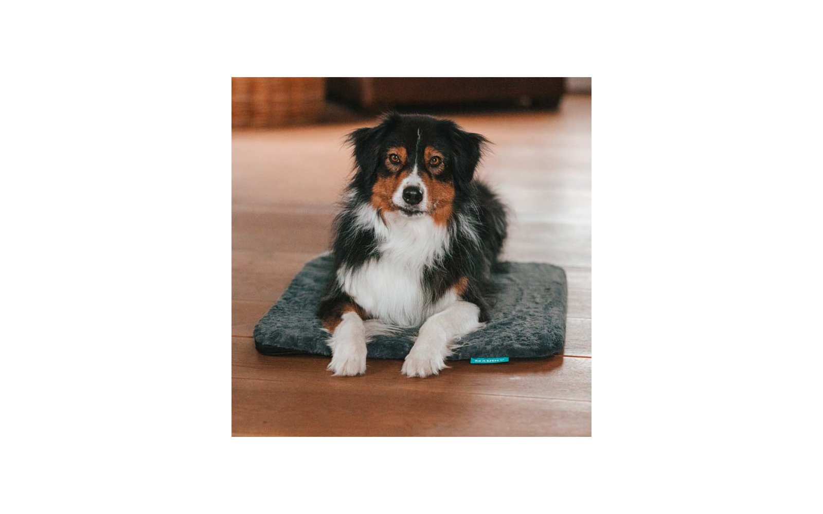 Schwarz-braun-weißer Hund liegt auf einer grauen Hundematte auf einem Holzboden, schaut zur Kamera