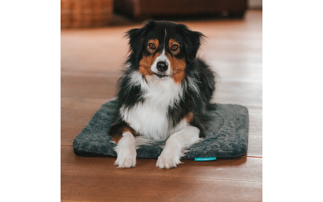 Chien noir, brun et blanc allongé sur un tapis gris sur un sol en bois, regardant l'appareil photo