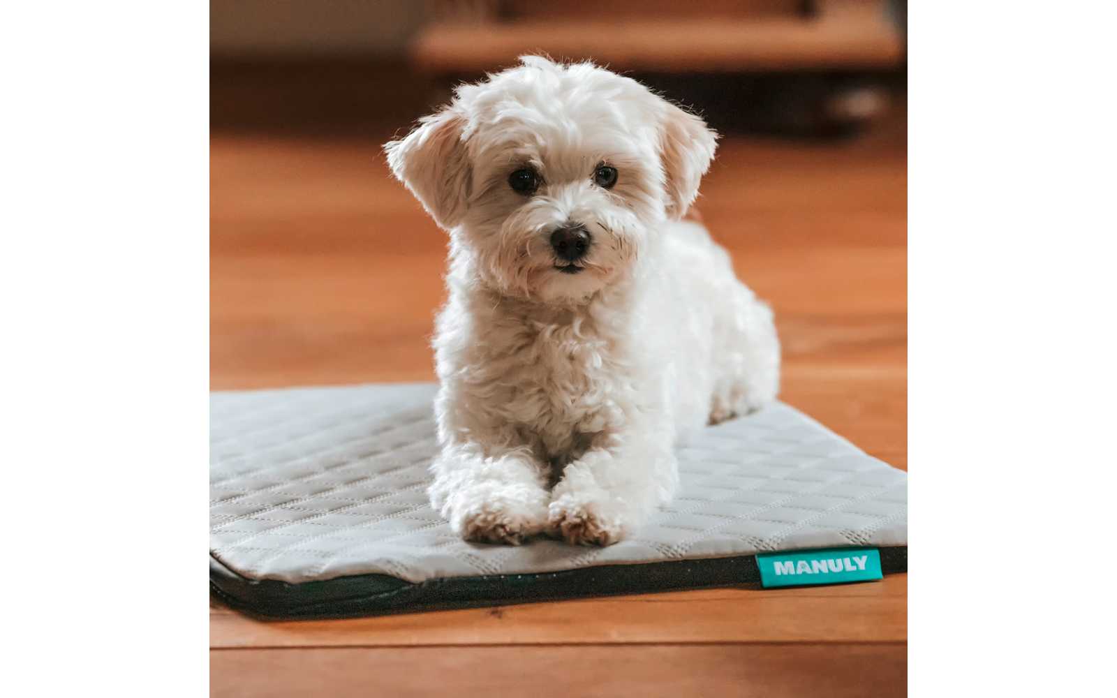 Kleiner weißer flauschiger Hund auf einer grauen Matte auf einem Holzboden, blickt zur Kamera; türkises Etikett MANULY sichtbar