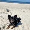 Kleiner schwarzer langhaariger Hund mit braunen Abzeichen liegt im Sand, Leine liegt im Sand, im Hintergrund Meer und einige Personen am Strand