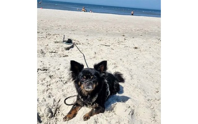 Kleiner schwarzer langhaariger Hund mit braunen Abzeichen liegt im Sand, Leine liegt im Sand, im Hintergrund Meer und einige Personen am Strand