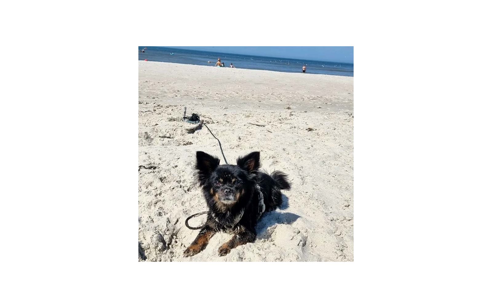 Kleiner schwarzer langhaariger Hund mit braunen Abzeichen liegt im Sand, Leine liegt im Sand, im Hintergrund Meer und einige Personen am Strand