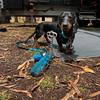 Schwarzer-brauner Dackel mit blauem Halsband und Hundemarke steht auf einer grauen Matte; blaue Leine und blaues Spielzeug liegen auf blattbedecktem Boden, Wohnwagenunterbau im Hintergrund