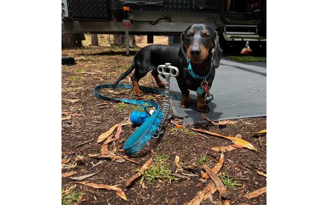 Schwarzer-brauner Dackel mit blauem Halsband und Hundemarke steht auf einer grauen Matte; blaue Leine und blaues Spielzeug liegen auf blattbedecktem Boden, Wohnwagenunterbau im Hintergrund