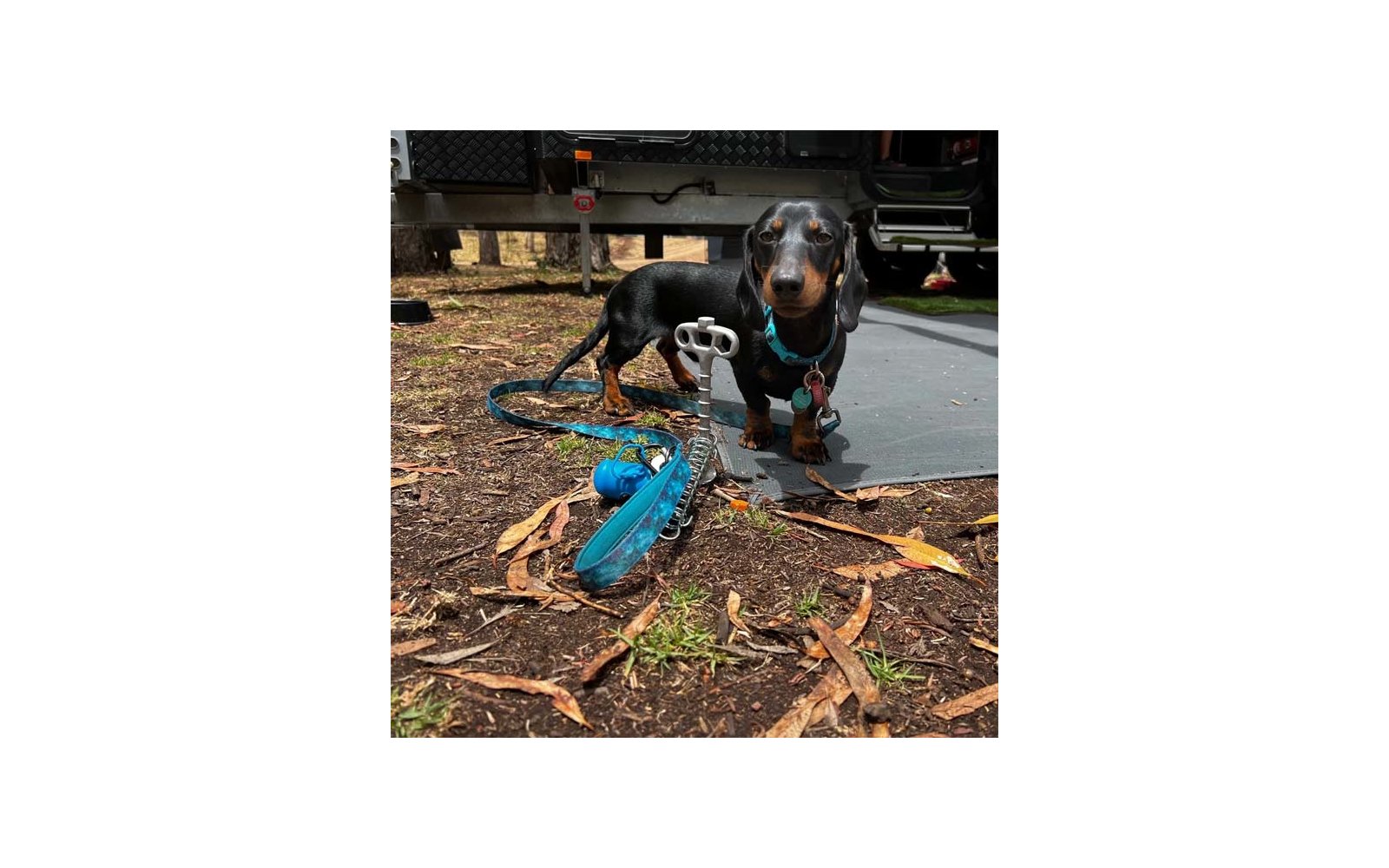 Schwarzer-brauner Dackel mit blauem Halsband und Hundemarke steht auf einer grauen Matte; blaue Leine und blaues Spielzeug liegen auf blattbedecktem Boden, Wohnwagenunterbau im Hintergrund