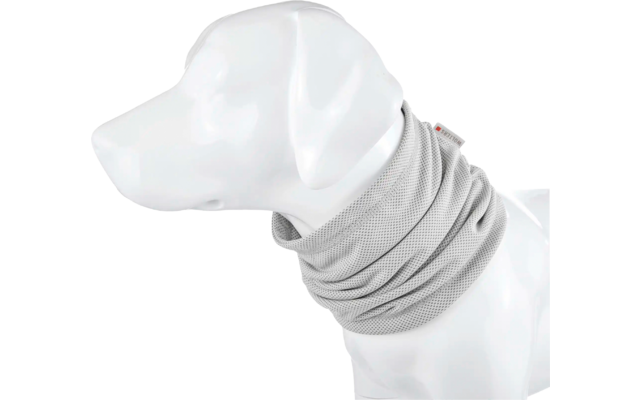 Weißer Hund mit grauem Schlauchschal um den Hals
