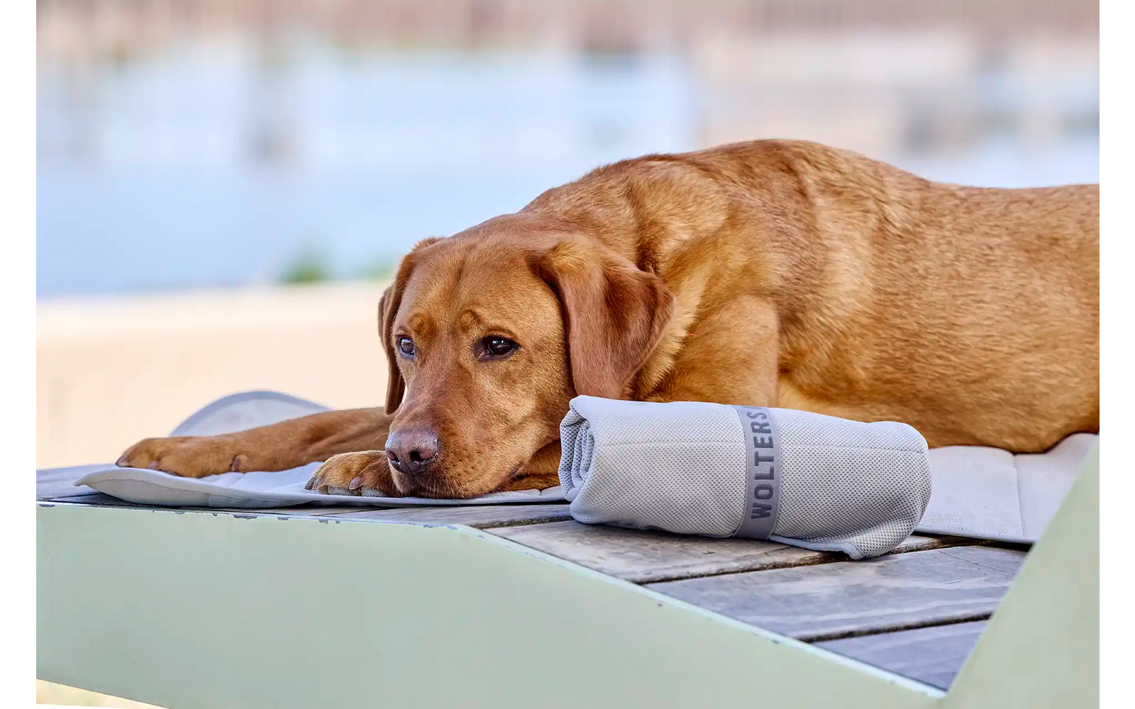 Ein Hund liegt auf einer Liege neben einem zusammengeklappten Stuhl