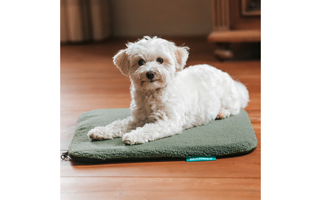 Kleiner weißer Hund liegt auf einer grünen Matte auf einem Holzboden, im Hintergrund Möbel sichtbar