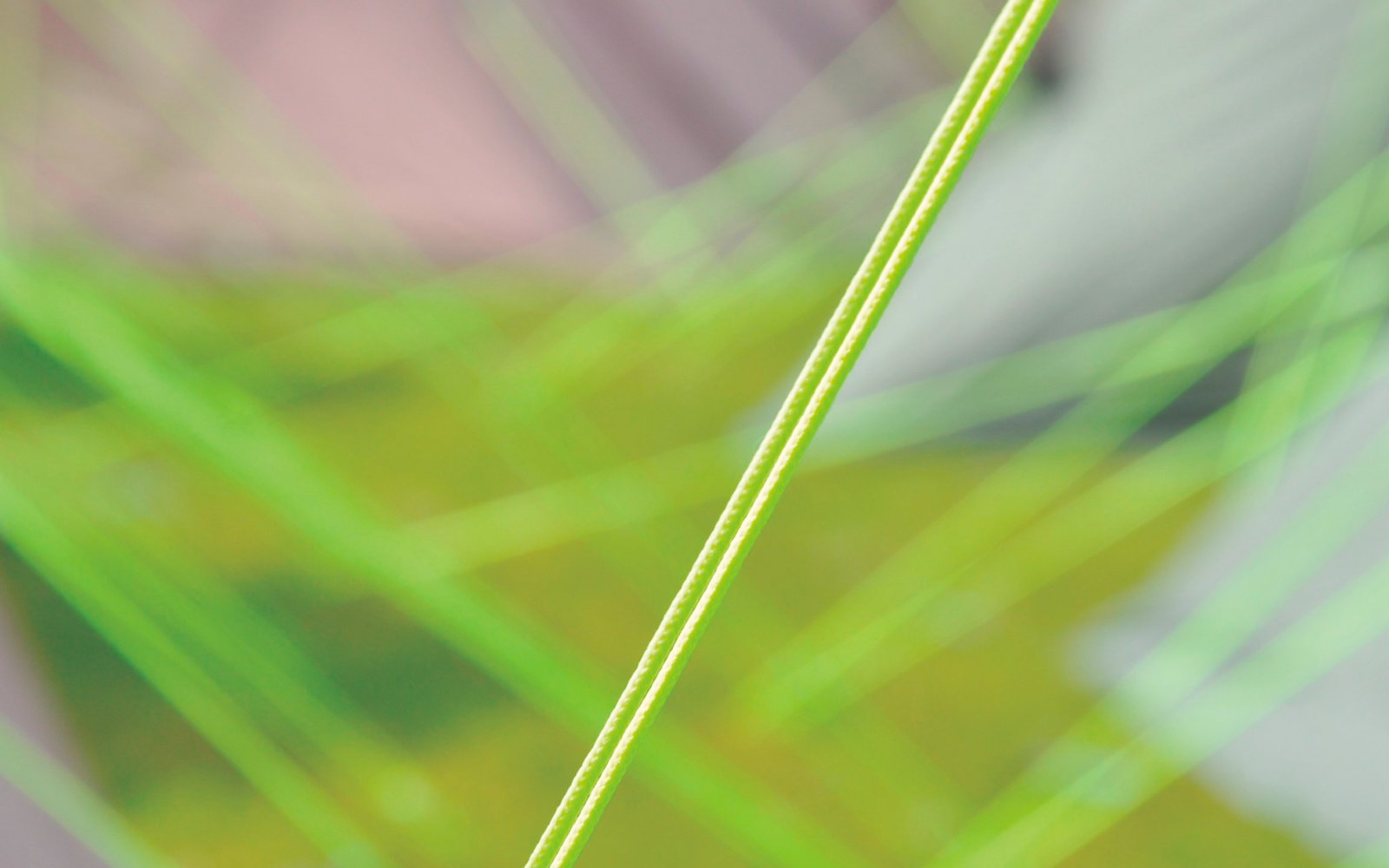 Nahaufnahme von grünen Blättern mit Wassertropfen