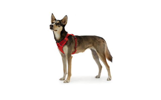 Arnés para perros Ruffwear Front Range con clip M rojo zumaque