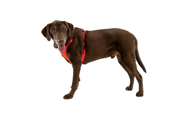 Ruffwear Front Range Dog Harness with Clip L/XL Red Sumac